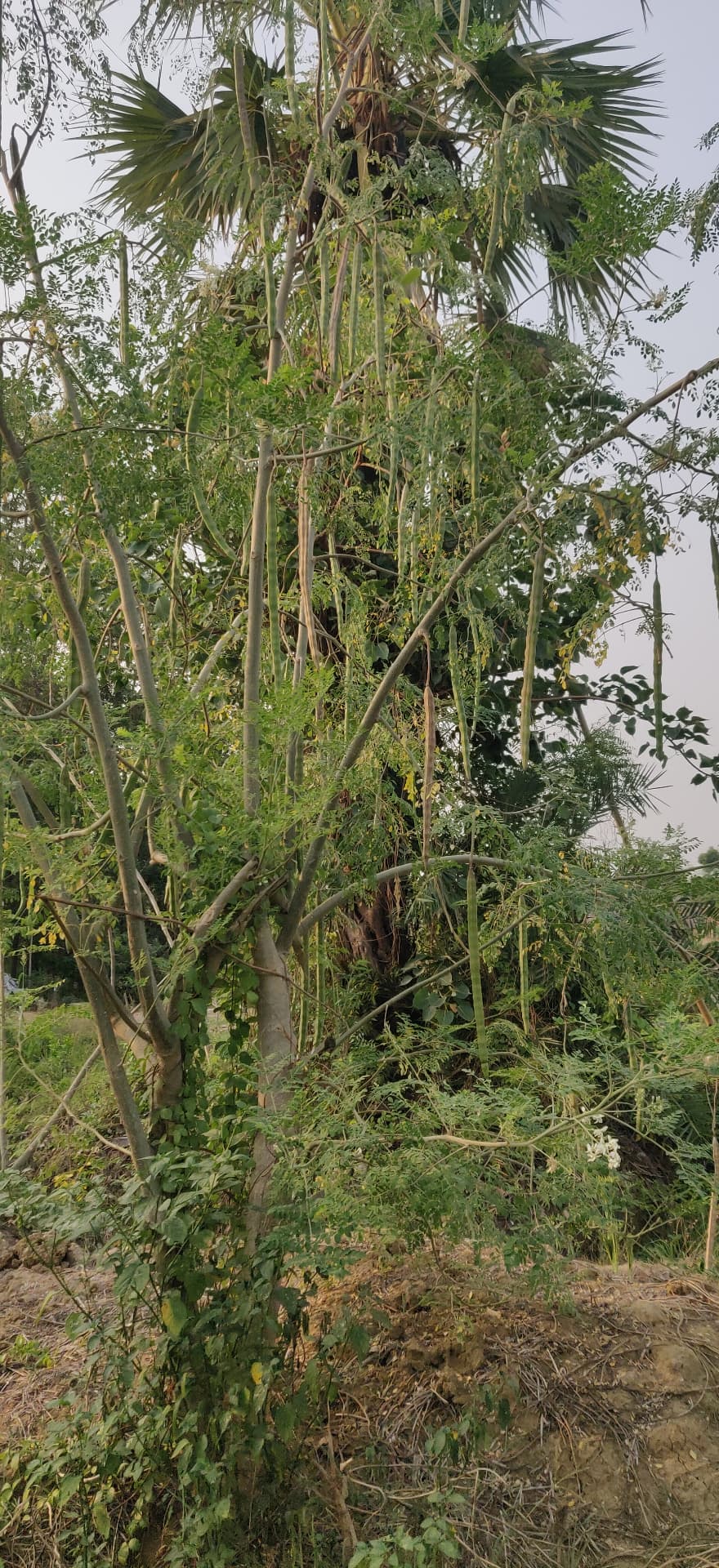 Moringa trees on the farm